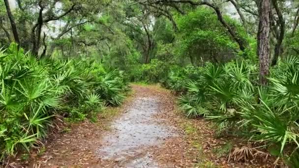 Park Pathway Dense Vegetations Tropical Rainforest Lettuce Lake Park Tampa — Stock Video