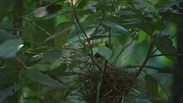 Cissa Chinensis Midnightsonata 常见的绿喜鹊 栖息在巢穴中 正在筑巢 然后取出排泄物囊 — 图库视频影像