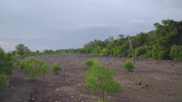 Tropical Mangrove Trees Dead Trees Low Tide Period Rainforest Cloudy — Vídeo de Stock