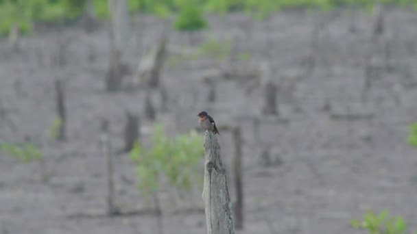 Stillahavssvala Hirundo Tahitica Sittande Dött Träd Liten Förbipasserande Fågel Som — Stockvideo