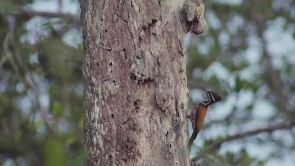 Female Common Flameback Dinopium Javanense Finding Food Insect Nature Woodpecker — стокове відео