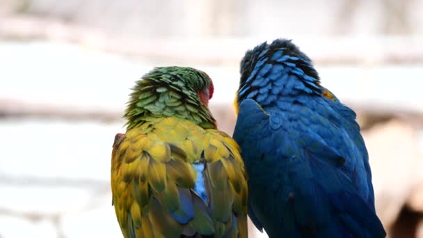 Couple Exotic Blue Yellow Colored Macaw Parrots Sitting Together Watching — Video