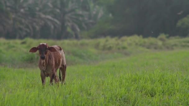 Vaca Belo Prado Vaca Pastando Campo Grama Verde Gado Olhando — Vídeo de Stock