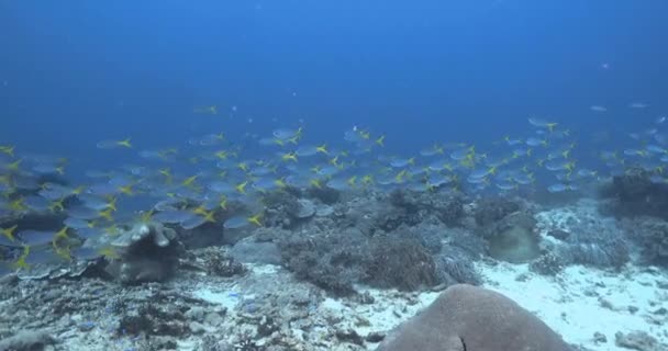 School Yellow Fin Fusiliers Shallow Reef — Stock Video