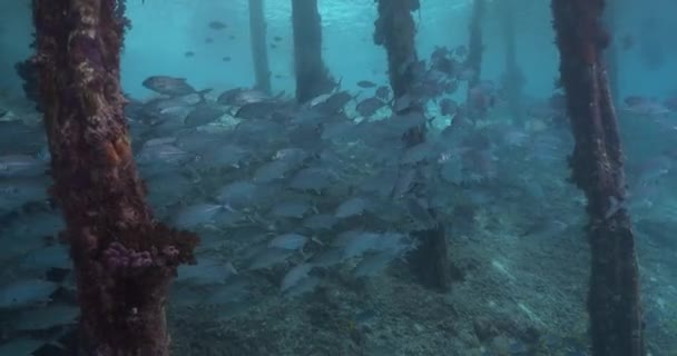 在防波堤下游泳的大麻哈鱼群 — 图库视频影像