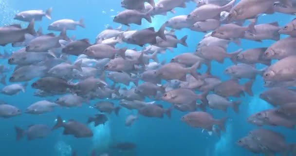 Escuela Peces Conejo Peces Gato Aguas Poco Profundas — Vídeos de Stock