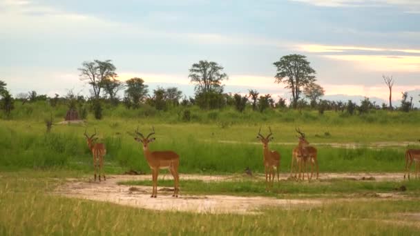 羚羊群和野兽群看着摄像机 非洲稀树草原 博茨瓦纳 萨法里静态射击 — 图库视频影像