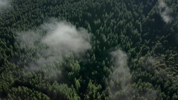 Madeira Woodland Small Light Clouds Sunny Day Pico Arieiro Aerial — Stockvideo