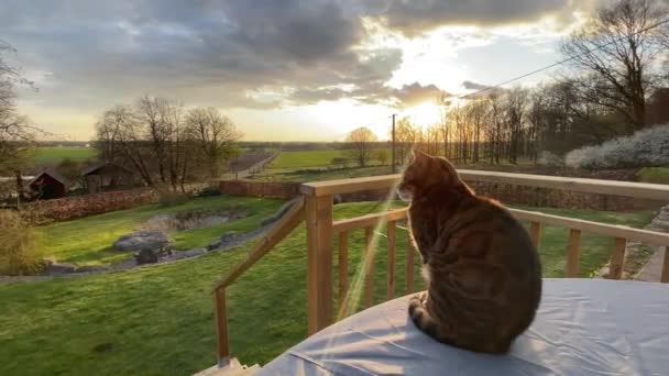Katze Beobachtet Den Sonnenuntergang Auf Der Grünen Wiese — Stockvideo