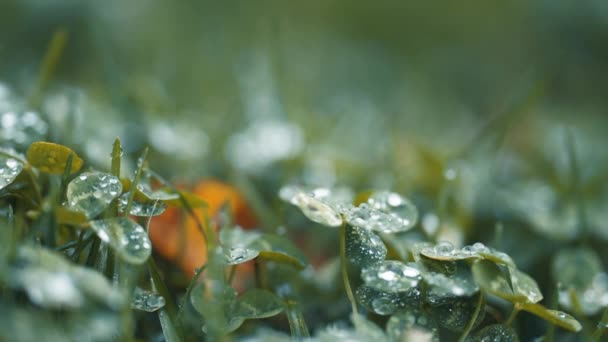 Macro Shot Clover Leaves Grass Beaded Raindrops Slow Motion Pan — ストック動画