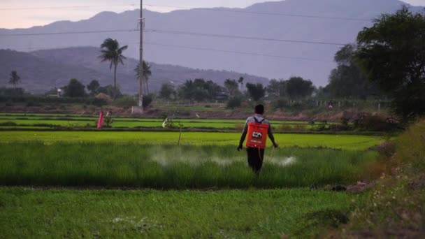 Farmer Southeast Asia Spraying Fresh Farm Crops Pesticide — Stockvideo
