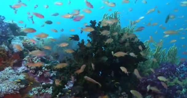 緑のサンゴの周りのサンゴ礁や赤魚 — ストック動画