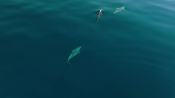 Three Dolphins Swimming Calm Blue Waters Adriatic Sea Aerial — Stock Video