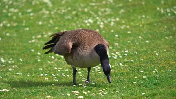 Portrait Close Canadian Goose Eating Grass Pasture Sunny Day Outdoors — Vídeos de Stock