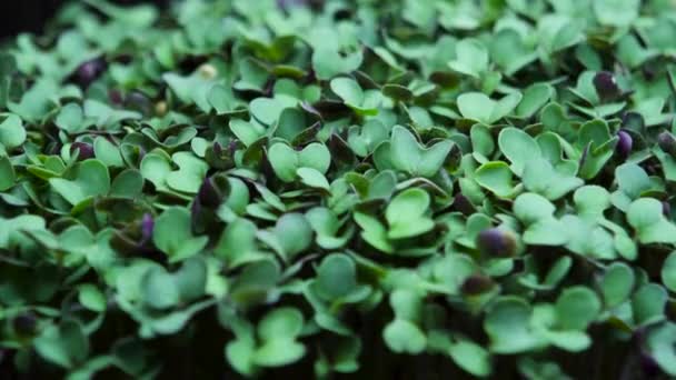 Mustard Microgreens Leaves Closeup Time Laps Micro Green Sprouts Healthy — Stockvideo