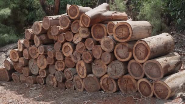 Tumpukan Kayu Eucalyptus Log Kayu Yang Baru Dipotong Ditumpuk Siang — Stok Video