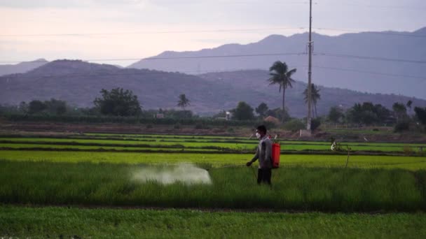 Trabajador Vietnamita Fertilizar Cultivos Arroz Con Productos Químicos Majestuoso Paisaje — Vídeo de stock