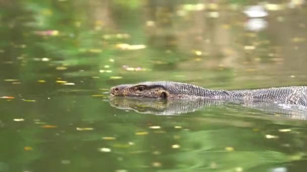 Asian Monitor Lizard Swimming Lake Close — Stockvideo