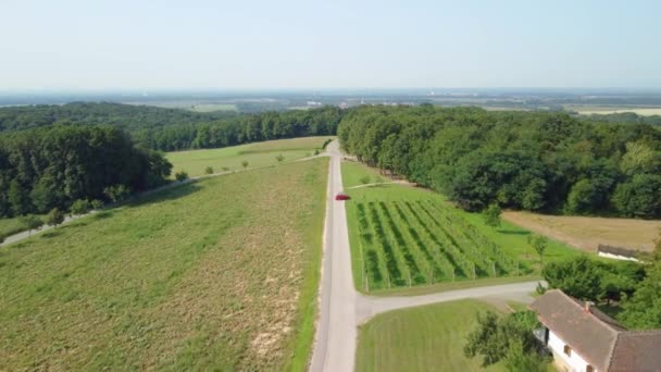 ブドウ畑近くの田舎道での赤い車の空中ドローンの眺め — ストック動画