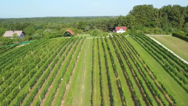Nad Symetryczną Winiarnią Rzędy Winorośli Malowniczym Krajobrazie Winnicy — Wideo stockowe