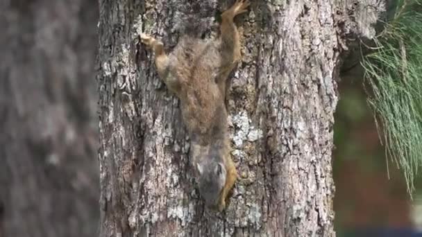 Wiewiórka Wisząca Tylnych Nogach Jedząc Drzewie — Wideo stockowe