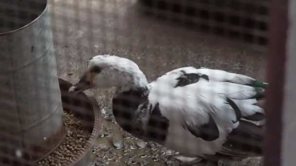 Eingeschlossene Ente Frisst Vom Futterhäuschen — Stockvideo