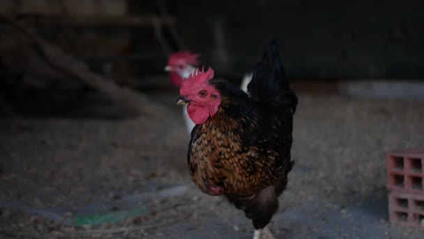 Curioso Pollo Negro Marrón Disfrutando Libertad — Vídeos de Stock