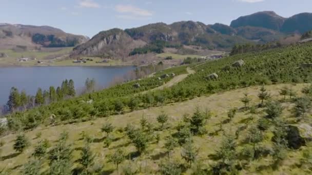 Groot Landschap Van Een Kerstboom Plantage Met Lake Mountain Achtergrond — Stockvideo