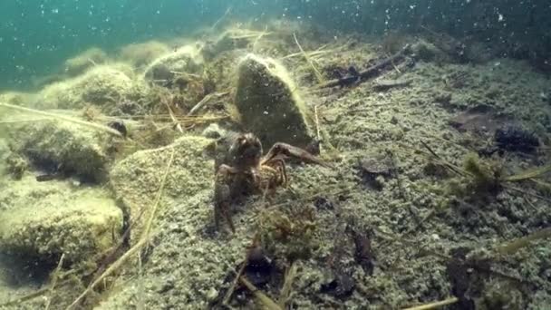 Cangrejo Río Europeo Astacus Astacus Fondo Cantera Piedra Caliza Estonia — Vídeo de stock