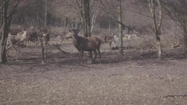 Bando Veados Vermelhos Fecha 60Fps — Vídeo de Stock