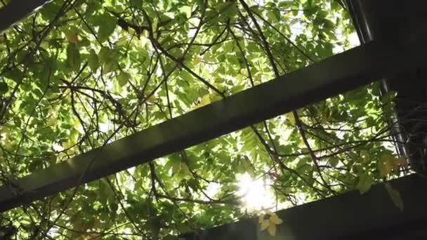 Sol Brillante Que Pasa Través Hojas Verdes Árboles Ángulo Bajo — Vídeos de Stock