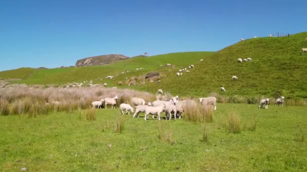 Flock Sheep Cute Lambs Green Pasture Springtime New Zealand Beautiful — Stock Video