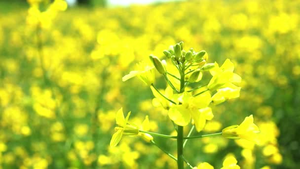 新鮮な風に舞う鮮やかな黄色の花春 アブラナ科の植物のクローズアップ — ストック動画