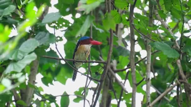 Вид Сидящий Листве Время Приближения Камеры Banded Kingfisher Lacedo Pulchella — стоковое видео