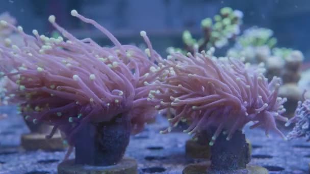 Due Anemoni Rosa Maculati Bianchi Oscillano Avanti Indietro Con Movimento — Video Stock