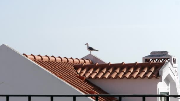 Gaivota Empoleirada Telhado Casa Lisboa Descola Voando Estática — Vídeo de Stock