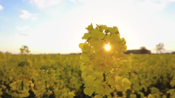 Słońce Świecące Przez Kwiat Rzepaku Falujące Złotą Godziną Wiatr Strzał — Wideo stockowe