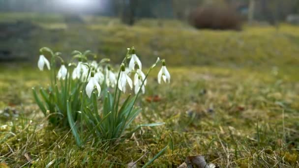 Nevadas Retroiluminadas Soleado Jardín Matutino Pluma Derribada Ángulo Bajo — Vídeos de Stock