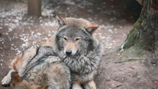 Mooie Euraziatische Grijze Wolf Canis Lupus Lupus Knuffelt Zijn Partner — Stockvideo