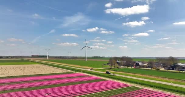 フレヴォラント州のピンクチューリップと風力タービンの列オランダ 空中風景 — ストック動画