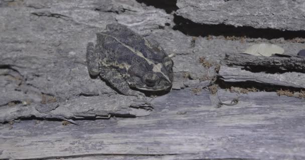 Incilius Coccifer Sapo Glándulas Redondas Del Sur Estático Sobre Una — Vídeos de Stock