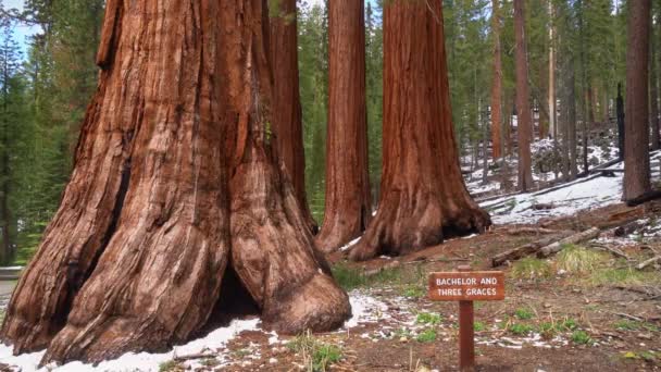 Statisk Bild Bachelor Och Tre Graces Sequoia Träd Naturen — Stockvideo