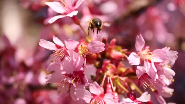 Makro Zaneprázdněné Včely Sbírající Pyl Růžového Květu Během Jarní Sezóny — Stock video