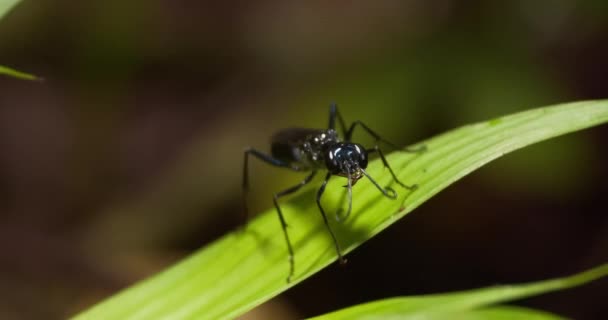 Black Wasp Cleaning Its Wings Body Its Legs Green Leaf — Stock Video