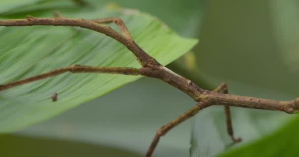 Stick Insect Bootst Beweging Van Een Stok Bladeren — Stockvideo