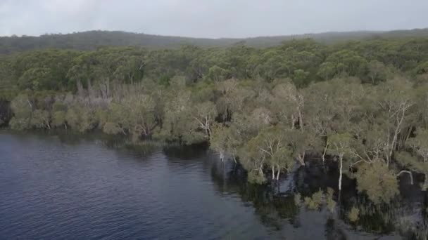 Alberi Che Crescono Brown Lake Bummel Con Heathland North Stradbroke — Video Stock