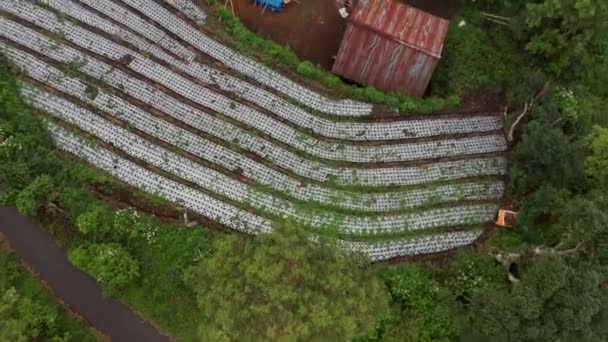 Pequena Fazenda Vegetal Rústica Com Fazenda Linhas Produção Crescimento Cima — Vídeo de Stock