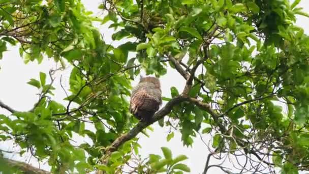 泰国Kaeng Krachan国家公园 斑点腹鹰 猫头鹰Bubo Nipalensis 在丛林中高高的树枝上栖息 随风飘扬的羽毛 — 图库视频影像