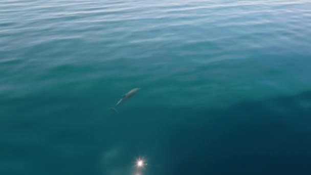 Delfín Mular Nadando Libremente Mar Adriático Azul Profundo Cerca Isla — Vídeo de stock