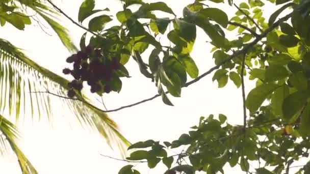 Bunch Ripe Rambutan Fruits Windblown Tree Branch Zanzibar — Vídeos de Stock